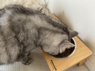 네이처스 버라이어티 인스팅트 얼티밋 프로틴 치킨 4.5kg