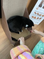 가리가리 스크래쳐 월 다크브라운