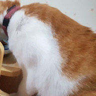 웰츠 캣 연어 2.1kg