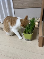 꿈쟁이 캣그라스 투톤화분 키트 귀리