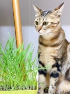 꿈쟁이 캣그라스 투톤화분 키트 귀리