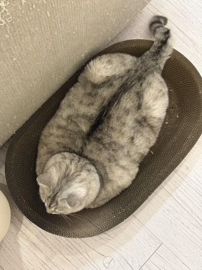 반려양품 스크래쳐 와이드타원형 (특대형)