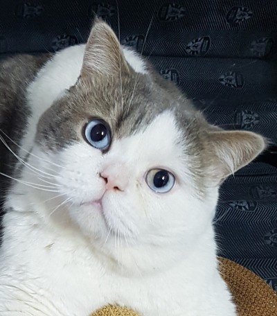 두부랑 캣츠 극세입자 오리지날 2.6kg