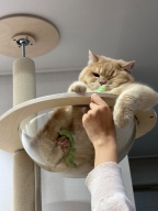 캐티맨 강아지풀