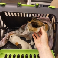 블루앙쿼 접이식 이동장 그린