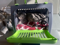 블루앙쿼 접이식 이동장 그린