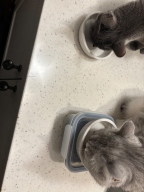 굿프랜드 참치&닭고기 캔 85g