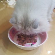 도모다찌 참치&연어 캔 80g