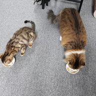 이나바 챠오 츄르 구루메 참치&해산물 버라이어티 120개입