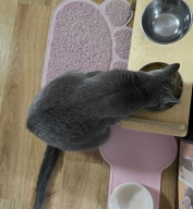 하림펫푸드 밥이보약 캣 빛나는 피모 6.8kg