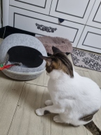 펫모닝 플라잉캣 깃털 낚시대