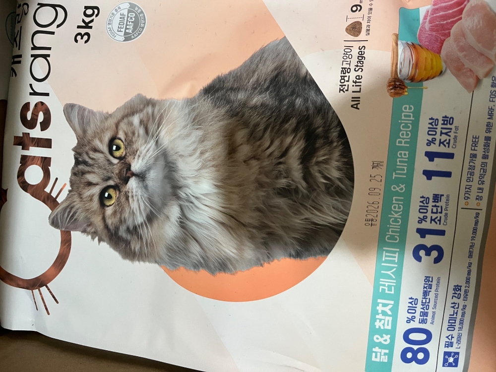 길냥이