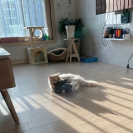 헬로망치 소형 캣타워 D6