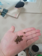 후새 캣 링크스 시니어 7kg