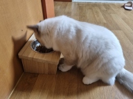 ANF 캣 홀리스틱 헬시웨이트 40g