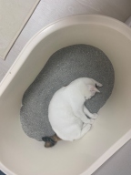 백사장 더 하얀 벤토나이트 모래 6kg 2개입