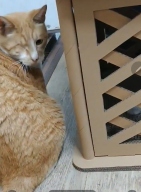 크림펫 숨숨집 스크래쳐 대형 하우스