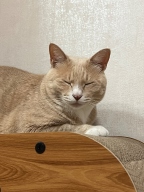 루어캣 숨숨집 스크래쳐 게임기