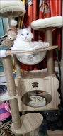 멍멍아띠 투명해먹 스크래쳐 7단 고양이 캣타워
