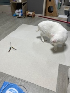 딩동펫 반려동물 미끄럼방지매트 10P 아이보리