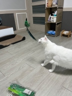 딩동펫 컬러풀 낚싯대 그린 8종 세트