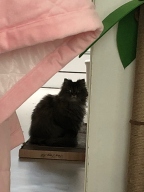 딩동펫 고양이 벽면형 스크래쳐