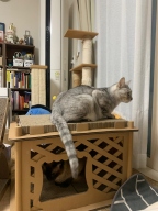 크림펫 숨숨집 스크래쳐 대형 하우스