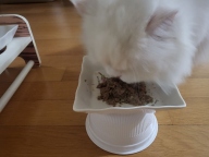 힐스 고양이 어덜트 퍼펙트 웨이트 스튜 82g 12묶음