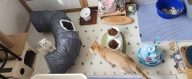 레토 고양이 장난감 회전 공놀이 3단 트랙볼