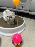 딩동펫 냥냥이 트랙 스낵볼 장난감 핑크