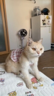 냥슬아치 곰돌이 치마 원피스 핑크