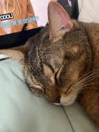 두잇 블랙클리너 핑거티슈 고양이 턱드름 케어