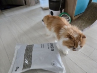 반려양품 두부모래 숯 3kg 6묶음