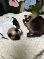 개달당 고양이옷 요거트 뷔스티에 원피스 그루밍방지 실내복