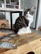 캐티맨 무첨가 소프트 치킨 미니칩 40g 3묶음