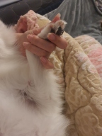 레모나 X 댕모어 촉촉 크림 40ml