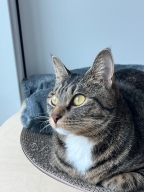 K-CAT 우드 볼 스크래쳐L 접착형