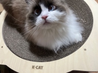 K-CAT 우드 볼 스크래쳐L 피스형