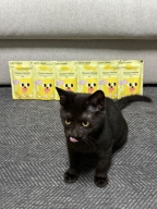 캣츠테이스트 파우치 치킨무스 키튼 70g 12개입