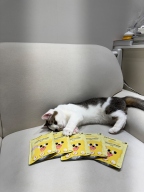 캣츠테이스트 파우치 치킨무스 키튼 70g 12개입