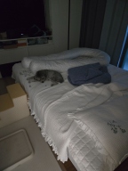 도그포즈 쥬시폼폼 삼각 스텝 3단