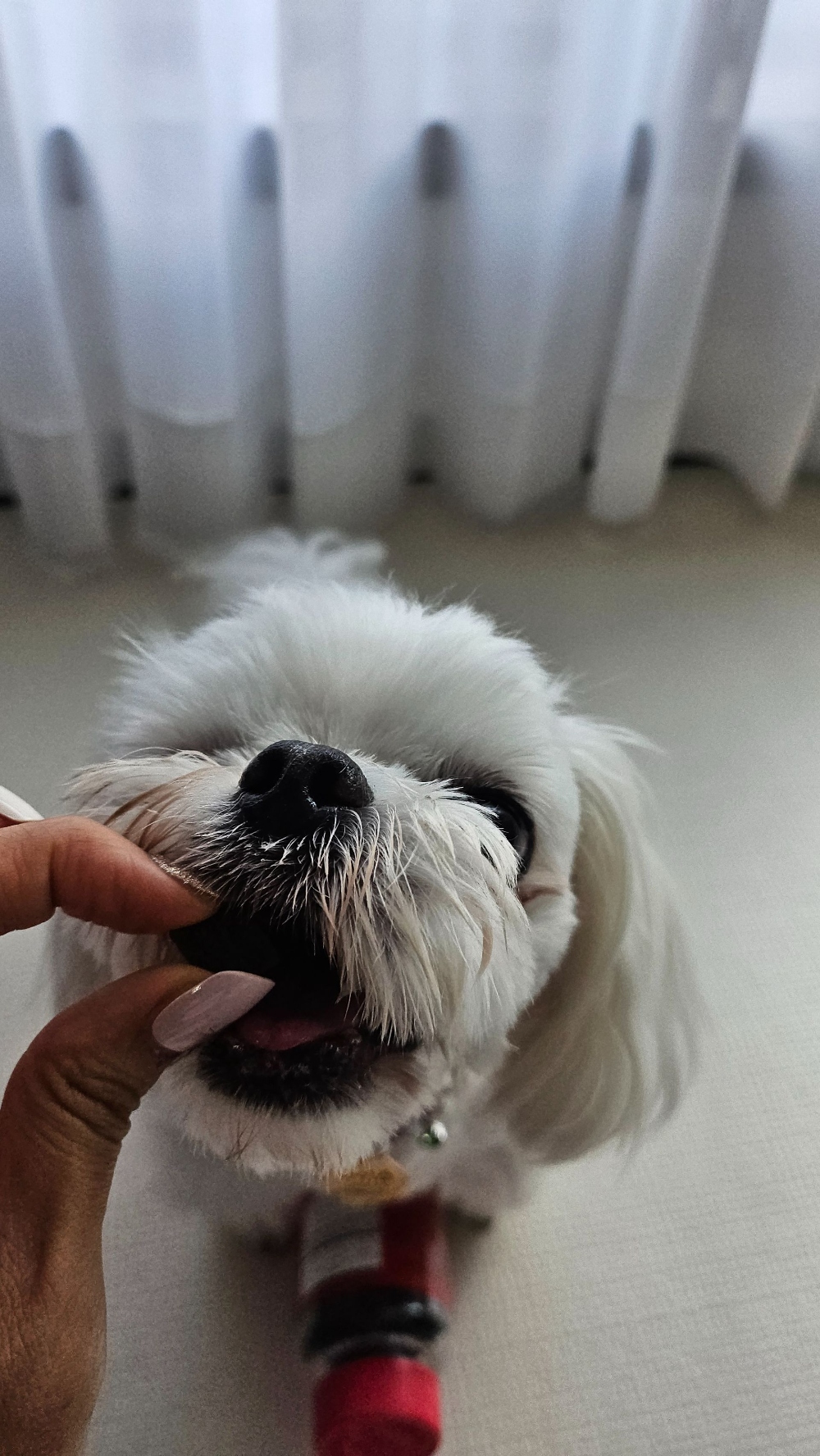 관절 영양제 체험