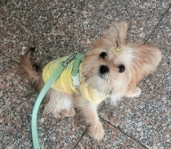 펫츠랜드 프렌즈티셔츠 옐로우