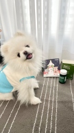 급여 너무 편한 리얼 그린프로폴리스