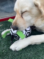 크레용펫 플레잉볼 축구공