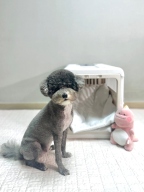 릿첼 켄넬 맘에 쏙!!!
