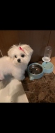 골드로니 매일맘마 오리 화식사료 1.2kg