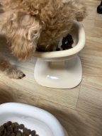 [샘플] 푸치앤머트 어덜트 35g