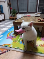 오리입마개 핑크