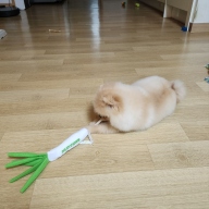 대파